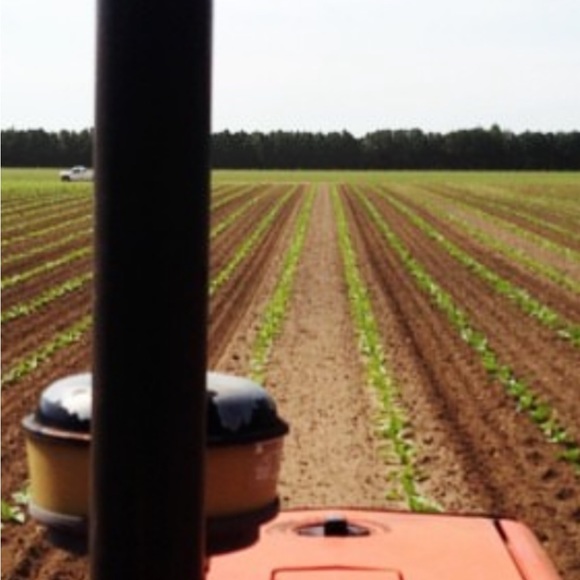 🇨🇦 2025 Canadian Tobacco Seeds 🇨🇦 - Picture 4 of 6